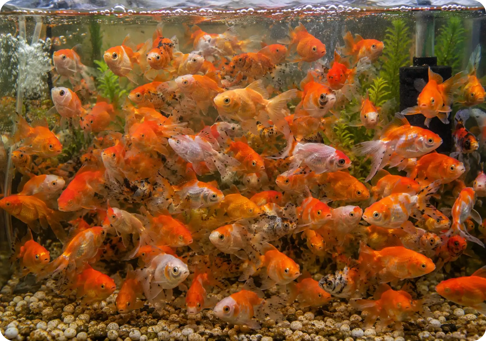 Overcrowding in the Aquarium